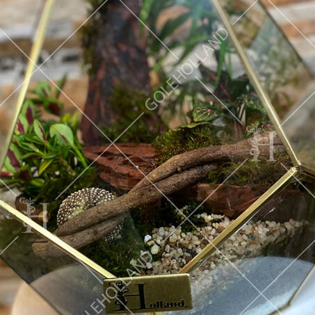 تراریوم گیاهان طبیعی در باکس شیشه ای