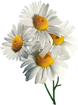 گل بابونه سفید