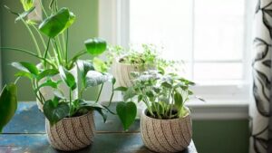 گیاهان آپارتمانی نیازمند نور خورشید