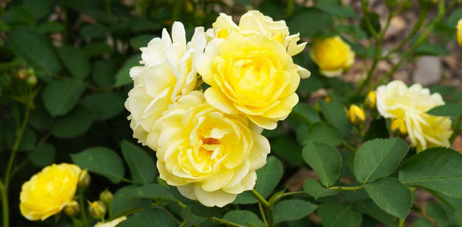 انواع گل رز (فلوریبوندا زرد)