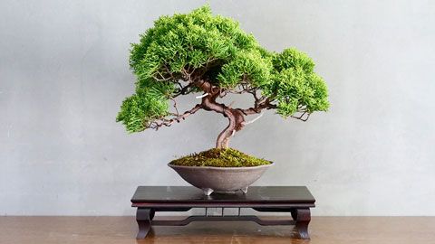 درختچه-ژاپنی-با-پایه-چوبی