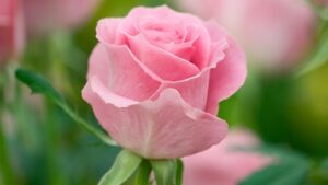 شاخه گل رز صورتی هلندی زیبا