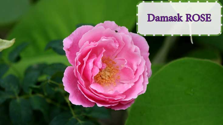 شاخه-گل-رز-Damask-رنگ-صورتی
