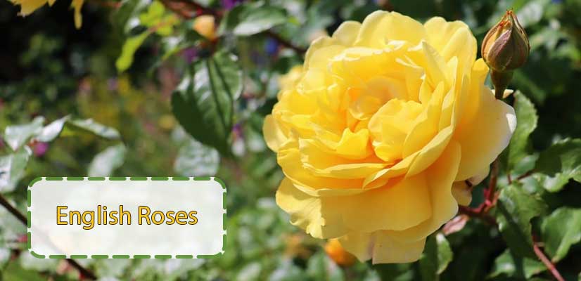 شاخه-گل-رز-انگلیسی-زرد-رنگ-یا-English-Roses