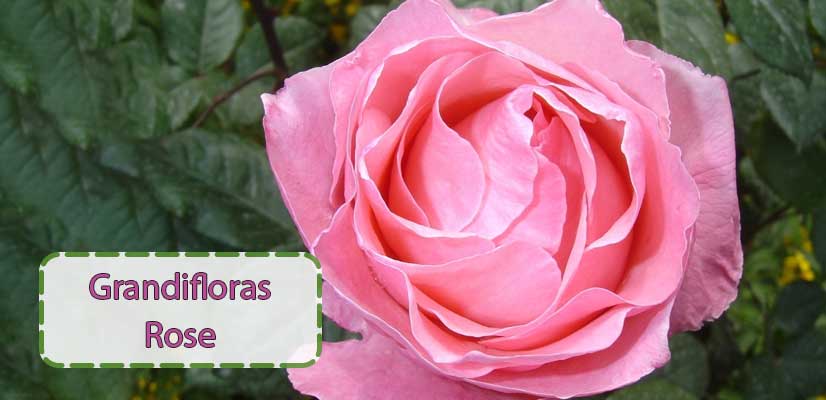 شاخه-گل-رز-صورتی-رنگ-یا-Grandifloras-rose
