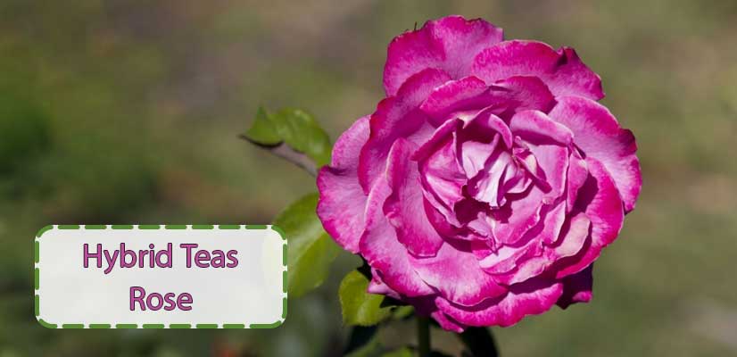 شاخه-گل-رز-صورتی-چای-یا-Hybrid-Teas