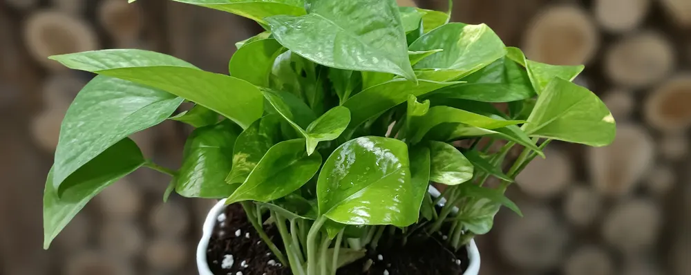 گیاه آپارتمانی پتوس سبز با گلدان سرامیکی سفید