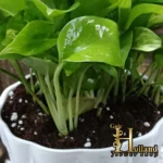 گیاه آپارتمانی پتوس یا پوتوس سبز با خاک مرغوب