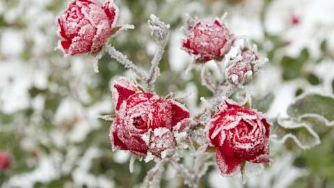 شاخه گل‌های رز قرمز در زمستان و سرما
