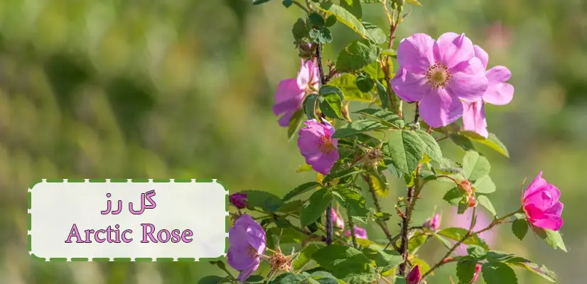 بوته و شاخه گلهای رز Arctic Rose رنگ صورتی
