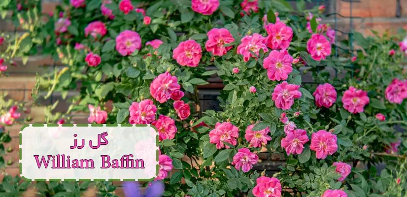 بوته و شاخه گل‌های رز William Baffin رنگ سرخآبی