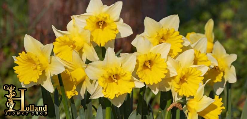 شاخه-گل-نرگس-یا-Daffodil-زرد
