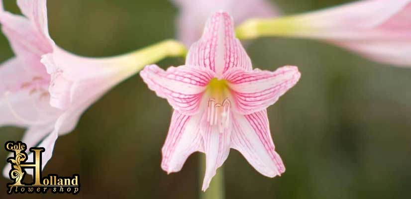 گل-آماریلیس-بلادونا-یا-Belladonna-Lily