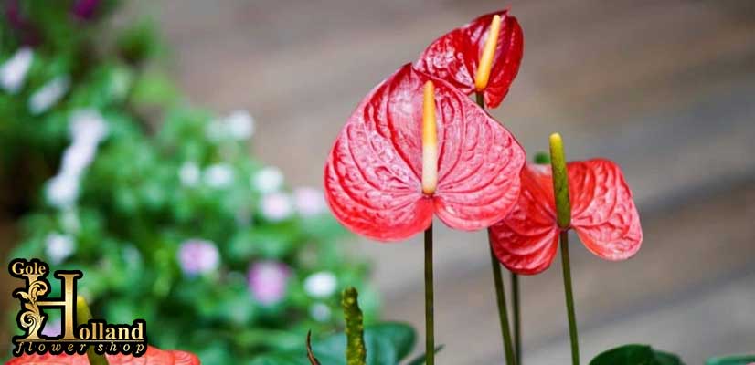 گل-آنتوریوم-یا-Anthurium-Flower-قرمز