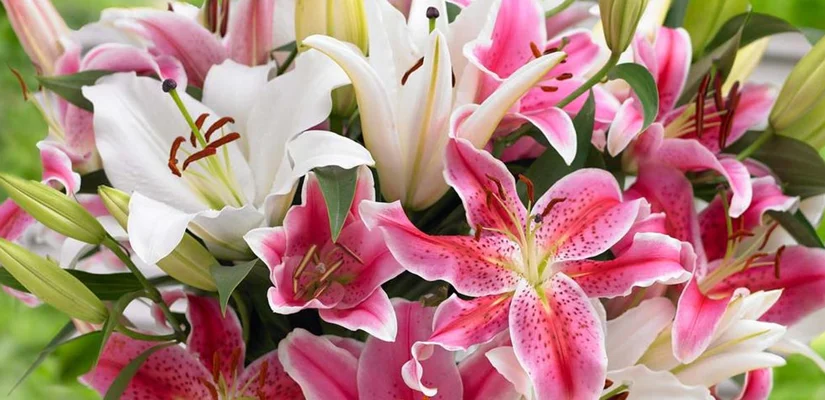 گل اورینتال سفید صورتی یا Oriental Lily