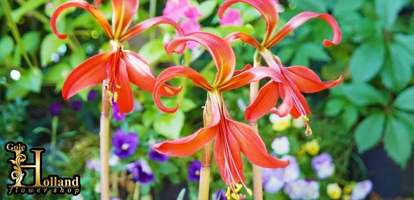 گل-زنبق-آزتک-یا-Aztec-Lily