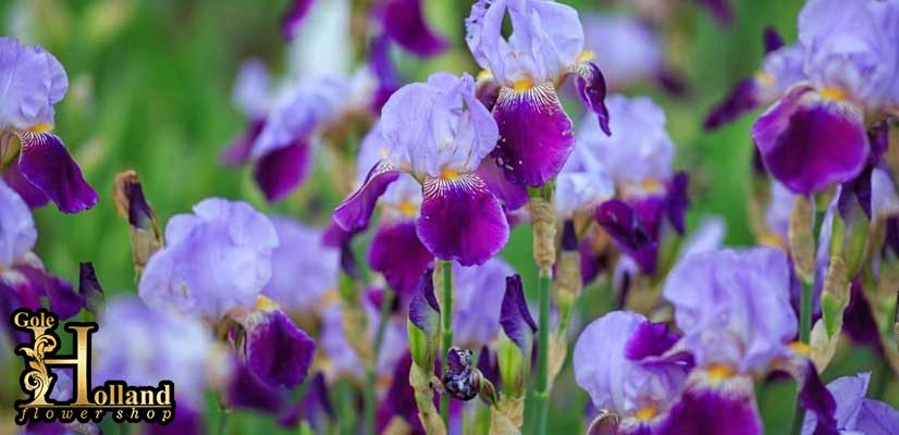 گل-زنبق-ریش‌دار-یا-Bearded-Irises