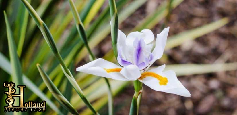گل-زنبق-وحشی-یا-Fairy-Iris-سفید