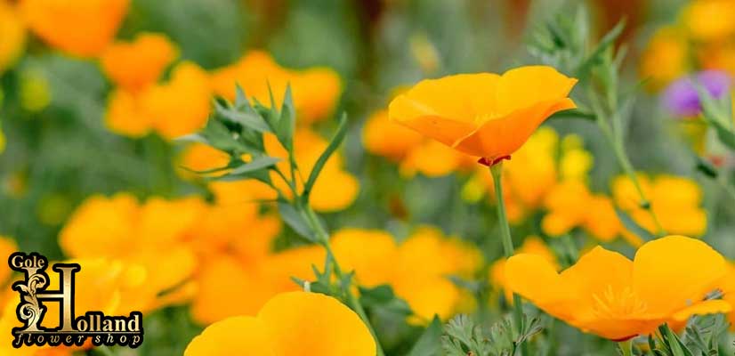 گل-شقایق-باغی-یا-California-Poppy-نارنجی