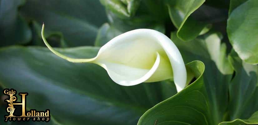 گل-شیپوری-یا-Calla-Lily-سفید-رنگ