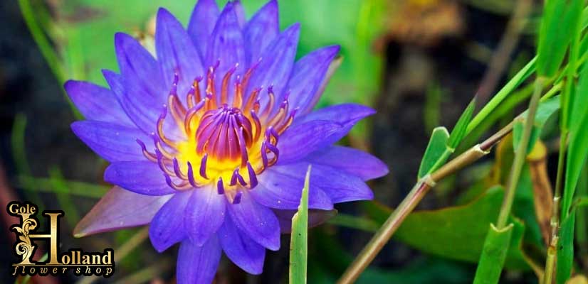 گل-نیلوفر-آبی-یا-Egyptian-Blue-Water-Lily