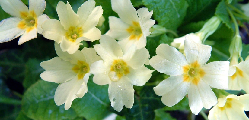 گل پامچال لیمویی یا Primula vulgaris