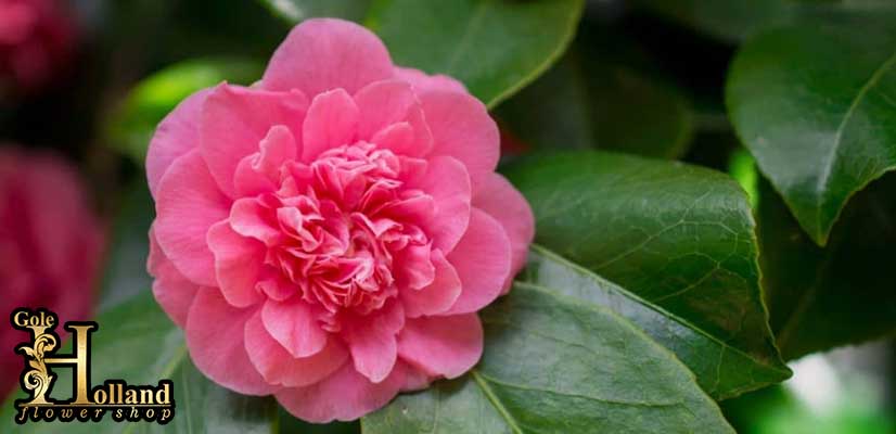 گل-کاملیا-یا-Camellia-سرخآبی-رنگ