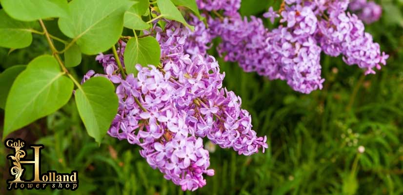 گل-یاس-خوشه‌ای-یا-Common-Lilac-بنفش