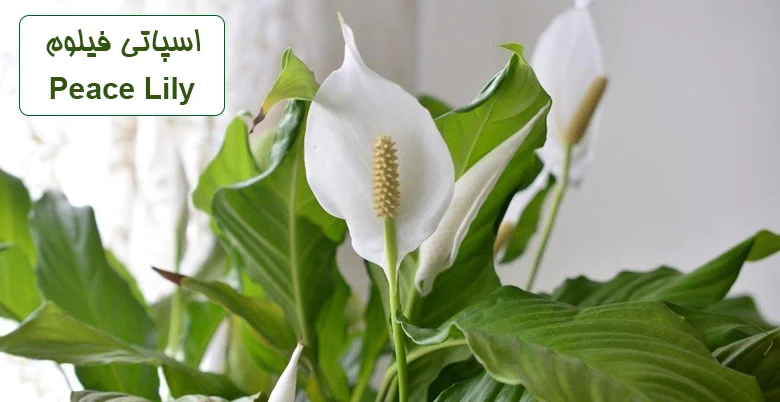 گیاه گلدانی اسپاتی فیلوم یا Peace Lily با گل