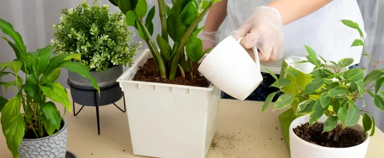 آبیاری موثر بر عمر گیاهان آپارتمانی