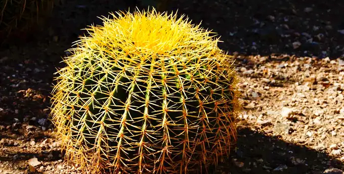 اچینو کاکتوس گروزونی یا Golden Barrel Cactus