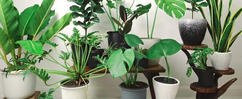 داشتن انواع مختلف گیاهان آپارتمانی گلدانی