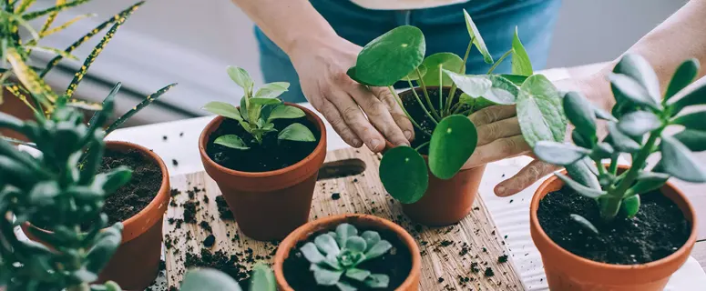 نگهداری مناسب و افزایش عمر گیاهان آپارتمانی