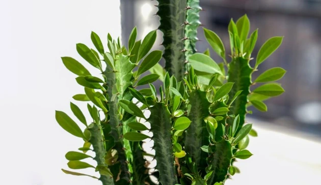 کاکتوس افوربیا تریگونا یا African Milk Tree