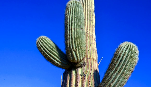 کاکتوس ساگوارو یا Saguaro Cactus
