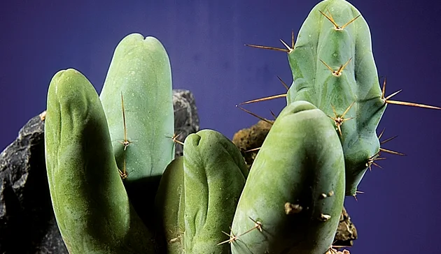 کاکتوس سنیتا یا Senita Cactus گوشتی