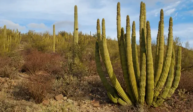 کاکتوس شاخه لوله‌ای یا Organ Pipe cactus