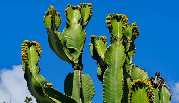 کاکتوس کابوی یا Cowboy Cactus