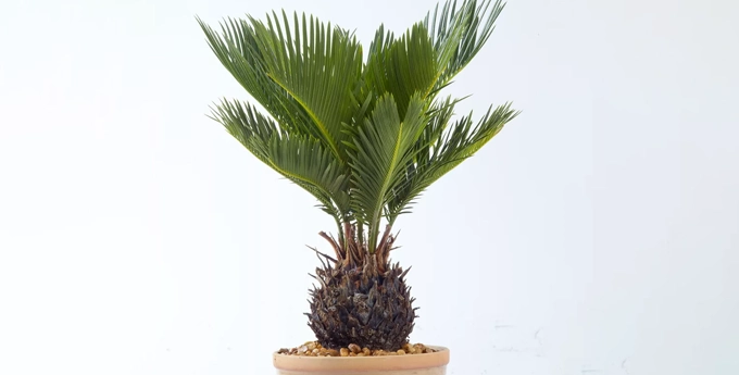 گیاه سیکاس یا Sago Palm سایز بزرگ