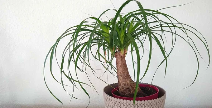 گیاه لیندا یا Ponytail Palm با گلدان سفید