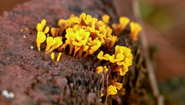 گیاه هوازی قارچی نمونه‌هایی از پروتو-اپیفیت‌ها