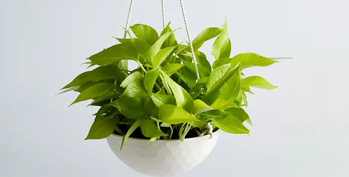 گیاه پوتوس یا Pothos آویزی گلدان سفید