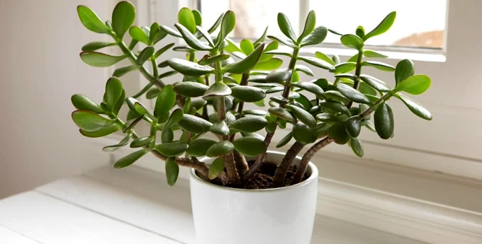 گیاه گل‌یشم یا Jade Plant با گلدان سفید