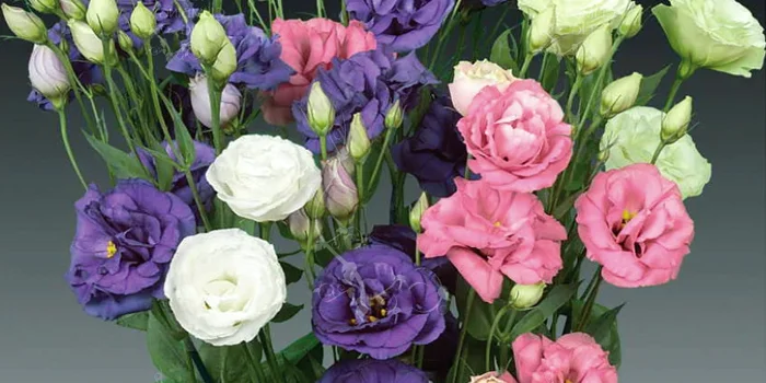 انواع رنگ گلهای لیسیانتوس