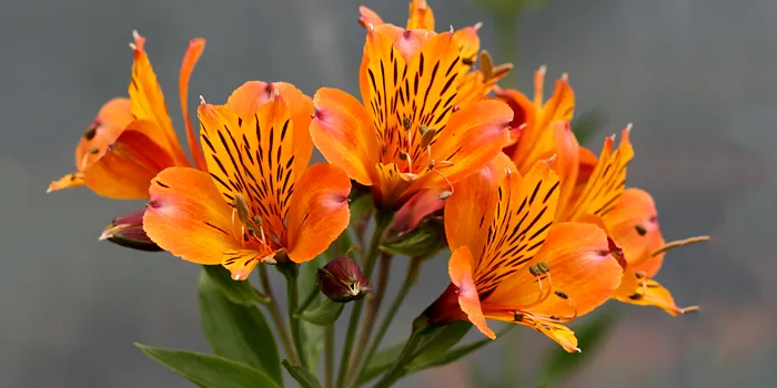 شاخه گل Lily of the Incas نارنجی رنگ