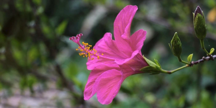 شاخه گل ختمی چینی یا Hibiscus