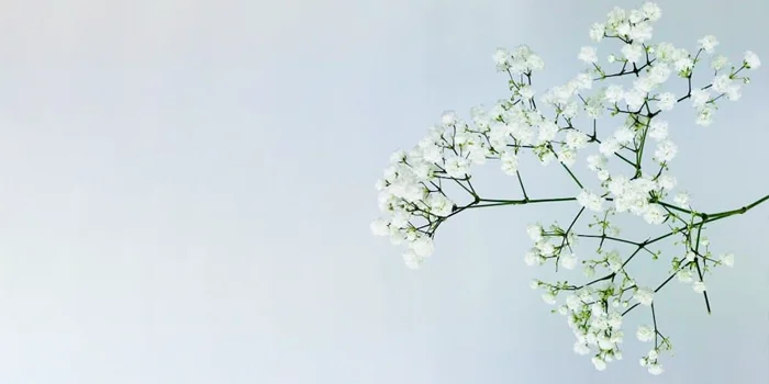 یک شاخه گل ژیپسوفیلا سفید طبیعی