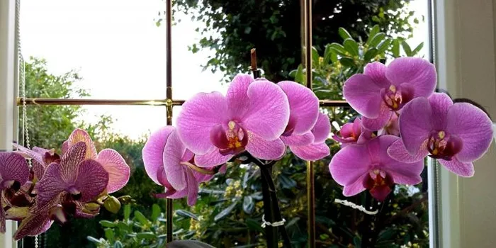 شاخه گل‌های صورتی ارکیده یا Orchid
