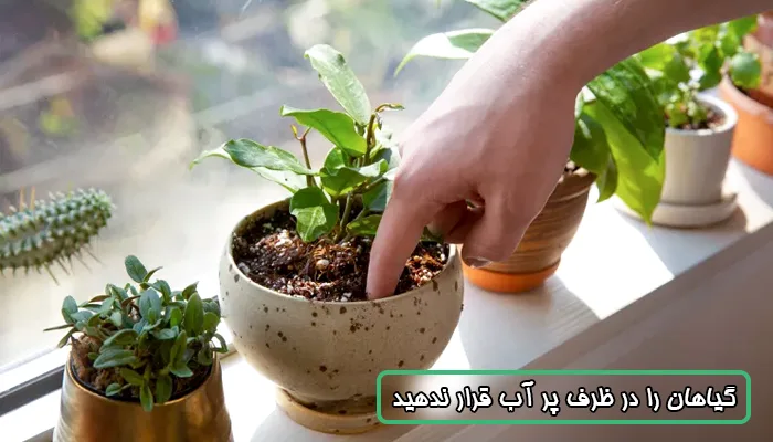 قرارا ندادن گیاهان در ظرف پر آب برای رشد بهتر