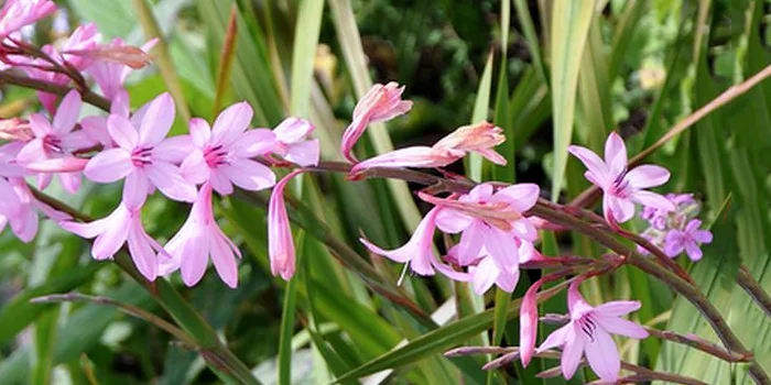 گل سوسن بلبلی یا Bulbil Bugle-lily